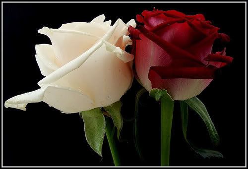 Deux belles roses