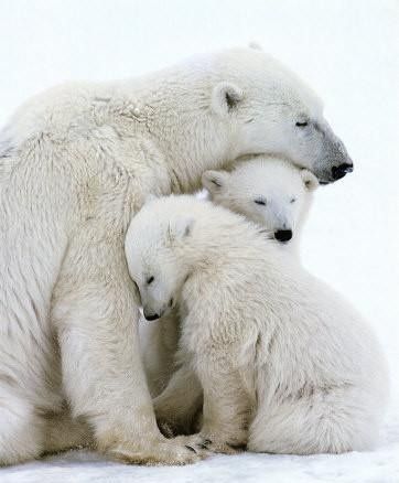 animaux famille ours